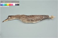 藏品(夜鷺)的圖片